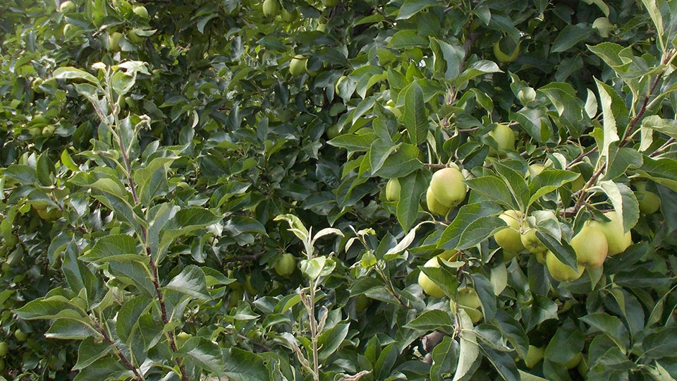 wholesale apples cherries manufacturer wholesale Poland
